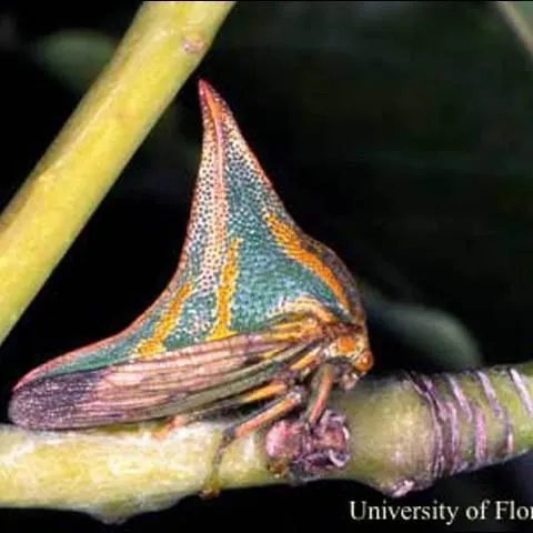 thumbnail for publication: Thorn Bug, Umbonia crassicornis (Amyot and Serville) (Insecta: Hemiptera: Membracidae)